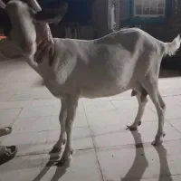 بز سانن‌‌