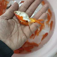 پخش عمده  تُنگ و ماهی قرمز در بروجرد