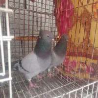 سبز دم سفید