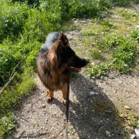 نیازمند توله سگ ژرمن شولاین معاوضه باارگ ولباس