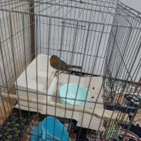 سهره|پرنده|پلدختر, |دیوار