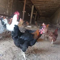 مرغ محلی تخم گذار