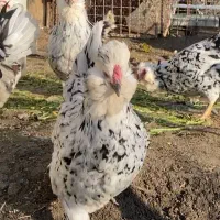 مرغ و خروس گلین