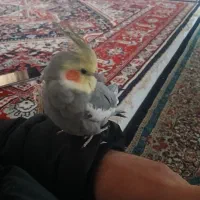 سلام عروس هلندی