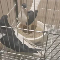 کفتر چپ و سینه ای