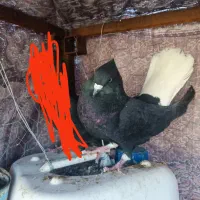 زاغ دم سفید نر|پرنده|سبزوار, توحیدشهر|دیوار