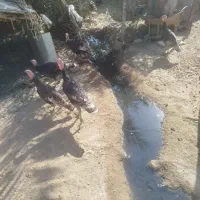 20 عدد بوقلمون که بیشترشان نر هستند