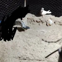 کبوتر نر وماده|پرنده|زهک, |دیوار