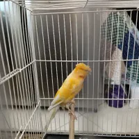 قناری نر سوپر مست