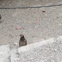 مرغ و خروس زینتی|پرنده|کوهمره, |دیوار