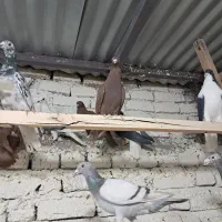 انواع کبوتر بافیلم پرش