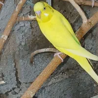 پرنده