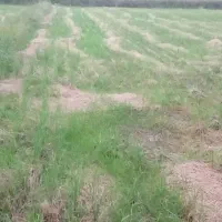 شالیزار تسطیح شده