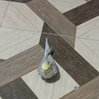 دو عدد عروس هلندی نر|پرنده|کنگاور, |دیوار