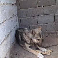 توله ۸ماه سراب