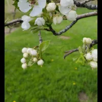 باغ-شهر-شقایق-قطعه-A-34