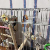 عروس هلندی|پرنده|دهدشت, |دیوار