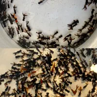 عروس ماهی|ماهی|شاهرود, |دیوار