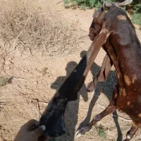 بز پاکستانی|حیوانات مزرعه|اهواز, علی آباد|دیوار