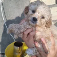 توله پاکوتاه|سگ|خوی, |دیوار