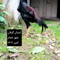 تخم مرغ لاری اصل|حیوانات مزرعه|خمام, |دیوار