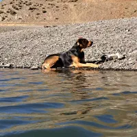 سگ نژاد دار|سگ|مشهد, شهرک امام سجاد|دیوار