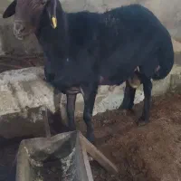 قوچ دوساله قره قزل یک پرش عالی