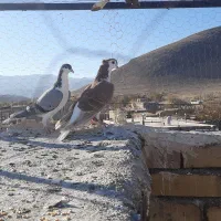 کفتر|پرنده|میان ولایت, |دیوار