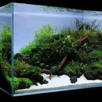 چیدمان و تمیز کاری انواع اکواریوم ماهی