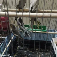 فروش فوری عروس هلندی