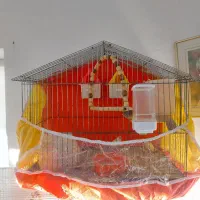 دو جفت فنچ زبرا مولد کارداده جوان