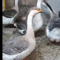 پنج عدد قو غاز ماده