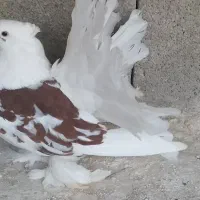 دمچتری|پرنده|خورموج, |دیوار