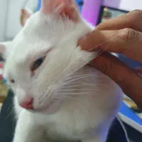 گربه پرشین