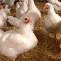 مرغ گوشتی با وزن ۳ تا ۴ کیلو