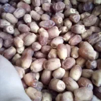 فروش خرمای زاهدی با کیفیت کیلویی ۱۷۰۰۰۰ در رشت