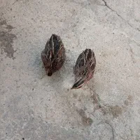 سلام دوعددبلدربچین بفروش میرسدبدون|حیوانات مزرعه|مهاباد (آذربایجان غربی), |دیوار