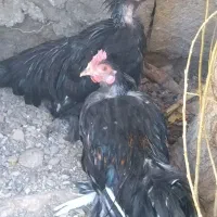 مرغ خروس فونیکس|حیوانات مزرعه|بومهن, |دیوار