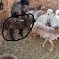 میش بره|حیوانات مزرعه|مشهد, کوشش|دیوار