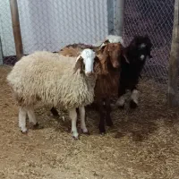 بره گوسفند داشتی