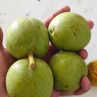 گردو دانه درشت
