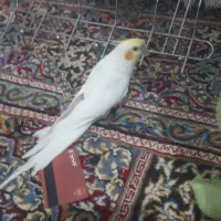 طوطی عروس سخنگو