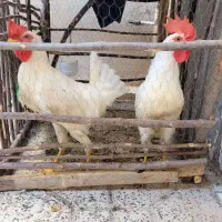 خروس