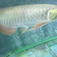 ماهی گوپی و تعداد حدود۲۰۰عدد بچه