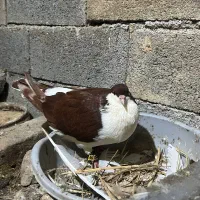کبوتر ماده کاکل پشت سنگی