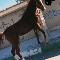 اسب مادیون ابستن