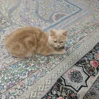 فروش گربه بریتیش