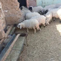 گوسفند میش و بره