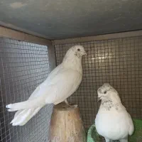 یجفت نروماده کله ای|پرنده|اصفهان, شاهد|دیوار