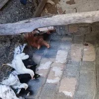 فروش مرغ محلی